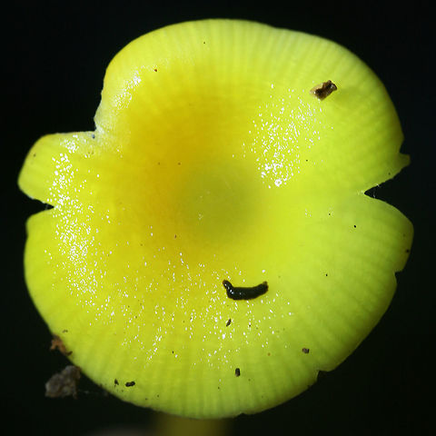 Golden Waxcap (Hygrocybe flavescens) Habitat: Growing in leaf debris at the base of a ridge in a dense mixed hardwood/pine forest. Northwest Georgia.

Gills: white to pale yellow, notched.

Stipe: yellow, somewhat translucent.

Cap: bright (neon) yellow, slick (slightly sticky/moist).

Spore print: white.
https://www.jungledragon.com/image/64739/golden_waxcap_hygrocybe_flavescens.html
https://www.jungledragon.com/image/64740/golden_waxcap_hygrocybe_flavescens.html
https://www.jungledragon.com/image/64741/golden_waxcap_hygrocybe_flavescens.html Fall,Geotagged,Hygrocybe flavescens,United States