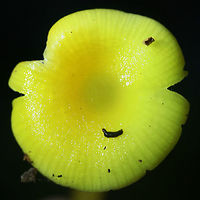 Golden Waxcap (Hygrocybe flavescens) Habitat: Growing in leaf debris at the base of a ridge in a dense mixed hardwood/pine forest. Northwest Georgia.<br />
<br />
Gills: white to pale yellow, notched.<br />
<br />
Stipe: yellow, somewhat translucent.<br />
<br />
Cap: bright (neon) yellow, slick (slightly sticky/moist).<br />
<br />
Spore print: white.<br />
https://www.jungledragon.com/image/64739/golden_waxcap_hygrocybe_flavescens.html<br />
https://www.jungledragon.com/image/64740/golden_waxcap_hygrocybe_flavescens.html<br />
https://www.jungledragon.com/image/64741/golden_waxcap_hygrocybe_flavescens.html Fall,Geotagged,Hygrocybe flavescens,United States