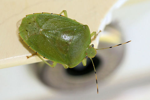 Green Stink Bug (Chinavia hilaris) By porchlights near an overgrown backyard habitat in NW Georgia (Gordon County), US. Chinavia hilaris,Geotagged,Green stink bug,Summer,United States