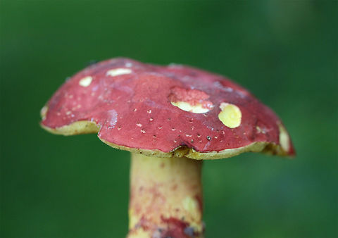 Roody's Bolete (Boletus roodyi) TENTATIVE ID. 

Growing beneath pines and maple trees in a public park in NW Georgia (Floyd County), US.

Yellow pores darken with damage but no real staining. White flesh and stem do not stain.

Flavor: Mild/pleasant.

Chemical Analysis:
Iron Salts: Gray on pileus. Light olive to gray on pore surface.
KOH: Flashes gray/blue and resolves to bright yellow. Light amber to gray on flesh. Pale amber on pore surface.

Ammonia: Red, resolving to pale yellow-orange on pileus. Olive-gray on pore surface.
https://www.jungledragon.com/image/64795/roodys_bolete_boletus_roodyi.html Boletus roodyi,Geotagged,Roody's Bolete,Summer,United States