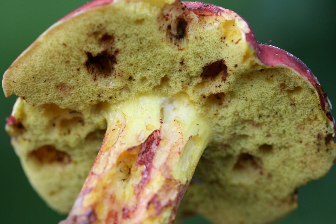 Roody's Bolete (Boletus roodyi) Roody&#039;s Bolete (Boletus roodyi)<br />
TENTATIVE ID. <br />
<br />
Growing beneath pines and maple trees in a public park in NW Georgia (Floyd County), US.<br />
<br />
Yellow pores darken with damage but no real staining. White flesh and stem do not stain.<br />
<br />
Flavor: Mild/pleasant.<br />
<br />
Chemical Analysis:<br />
Iron Salts: Gray on pileus. Light olive to gray on pore surface.<br />
KOH: Flashes gray/blue and resolves to bright yellow. Light amber to gray on flesh. Pale amber on pore surface.<br />
<br />
Ammonia: Red, resolving to pale yellow-orange on pileus. Olive-gray on pore surface.<br />
<figure class="photo"><a href="https://www.jungledragon.com/image/64794/roodys_bolete_boletus_roodyi.html" title="Roody&#039;s Bolete (Boletus roodyi)"><img src="https://s3.amazonaws.com/media.jungledragon.com/images/3231/64794_thumb.jpg?AWSAccessKeyId=05GMT0V3GWVNE7GGM1R2&Expires=1767225610&Signature=edazgULPwkCGPEe0YmBwbIyNg3o%3D" width="200" height="142" alt="Roody&#039;s Bolete (Boletus roodyi) TENTATIVE ID. <br />
<br />
Growing beneath pines and maple trees in a public park in NW Georgia (Floyd County), US.<br />
<br />
Yellow pores darken with damage but no real staining. White flesh and stem do not stain.<br />
<br />
Flavor: Mild/pleasant.<br />
<br />
Chemical Analysis:<br />
Iron Salts: Gray on pileus. Light olive to gray on pore surface.<br />
KOH: Flashes gray/blue and resolves to bright yellow. Light amber to gray on flesh. Pale amber on pore surface.<br />
<br />
Ammonia: Red, resolving to pale yellow-orange on pileus. Olive-gray on pore surface.<br />
https://www.jungledragon.com/image/64795/roodys_bolete_boletus_roodyi.html Boletus roodyi,Geotagged,Roody&#039;s Bolete,Summer,United States" /></a></figure> Boletus roodyi,Geotagged,Roody's Bolete,Summer,United States
