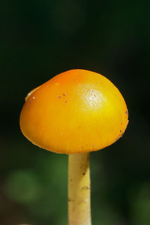 Yellow Patches (Amanita flavoconia group) Growing in a disturbed area on the top of a ridge surrounded by dense mixed hardwood/coniferous forest.
https://www.jungledragon.com/image/64804/yellow_patches_amanita_flavoconia_group.html
https://www.jungledragon.com/image/64803/yellow_patches_amanita_flavoconia_group.html Amanita flavoconia,Geotagged,Summer,United States,Yellow-dust Amanita