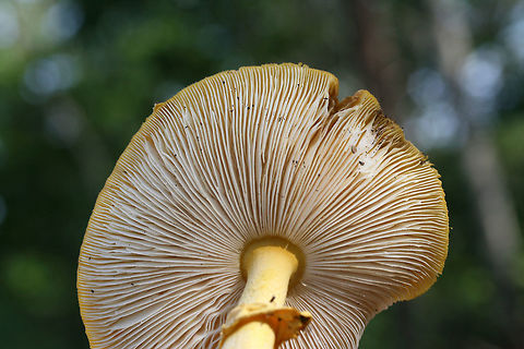 Yellow Patches (Amanita flavoconia group) Growing in a disturbed area on the top of a ridge surrounded by dense mixed hardwood/coniferous forest.
https://www.jungledragon.com/image/64804/yellow_patches_amanita_flavoconia_group.html
https://www.jungledragon.com/image/64802/yellow_patches_amanita_flavoconia_group.html Amanita flavoconia,Geotagged,Summer,United States,Yellow-dust Amanita