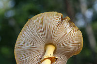 Yellow Patches (Amanita flavoconia group) Growing in a disturbed area on the top of a ridge surrounded by dense mixed hardwood/coniferous forest.<br />
https://www.jungledragon.com/image/64804/yellow_patches_amanita_flavoconia_group.html<br />
https://www.jungledragon.com/image/64802/yellow_patches_amanita_flavoconia_group.html Amanita flavoconia,Geotagged,Summer,United States,Yellow-dust Amanita