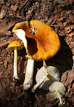 Yellow Patches (Amanita flavoconia group) Growing in a disturbed area on the top of a ridge surrounded by dense mixed hardwood/coniferous forest.<br />
https://www.jungledragon.com/image/64802/yellow_patches_amanita_flavoconia_group.html<br />
https://www.jungledragon.com/image/64803/yellow_patches_amanita_flavoconia_group.html<br />
 Amanita flavoconia,Geotagged,Summer,United States,Yellow-dust Amanita