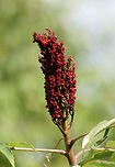 Smooth Sumac (Rhus glabra) Growing on the side of a trail near a wetland habitat in NW Georgia (Floyd County), US.<br />
https://www.jungledragon.com/image/64815/smooth_sumac_rhus_glabra.html Geotagged,Rhus glabra,Smooth sumac,Summer,United States