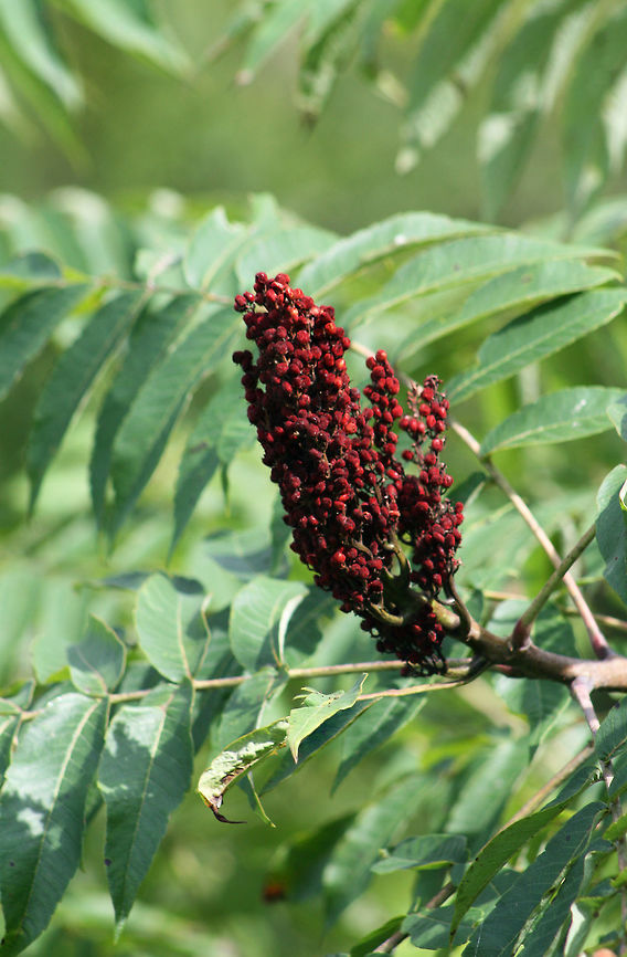 Smooth Sumac (Rhus glabra) Growing on the side of a trail near a wetland habitat in NW Georgia (Floyd County), US.<br />
<figure class="photo"><a href="https://www.jungledragon.com/image/64814/smooth_sumac_rhus_glabra.html" title="Smooth Sumac (Rhus glabra)"><img src="https://s3.amazonaws.com/media.jungledragon.com/images/3231/64814_thumb.jpg?AWSAccessKeyId=05GMT0V3GWVNE7GGM1R2&Expires=1759968010&Signature=kqtahXHcuLAk71utuxGNIQ53ofM%3D" width="106" height="152" alt="Smooth Sumac (Rhus glabra) Growing on the side of a trail near a wetland habitat in NW Georgia (Floyd County), US.<br />
https://www.jungledragon.com/image/64815/smooth_sumac_rhus_glabra.html Geotagged,Rhus glabra,Smooth sumac,Summer,United States" /></a></figure> Geotagged,Rhus glabra,Smooth sumac,Summer,United States,wetland,wetlands