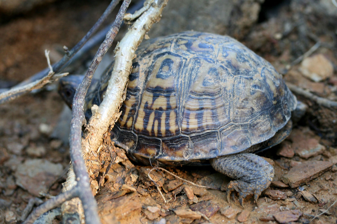 Eastern Box Turtle (Terrapene carolina carolina) Such a shy turtle! This adorable Eastern Box Turtle thought it was doing a great job hiding from me under these tree roots and branches! I took a  couple of shots but decided to let him/her have some privacy! Eastern box turtle,Geotagged,Summer,Terrapene carolina carolina,United States