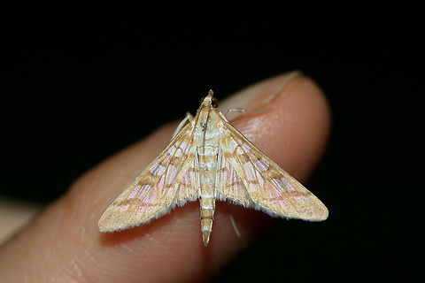 Epipagis fenestralis TENTATIVE ID.
At porch lights near an overgrown backyard habitat. Epipagis fenestralis,Geotagged,Summer,United States