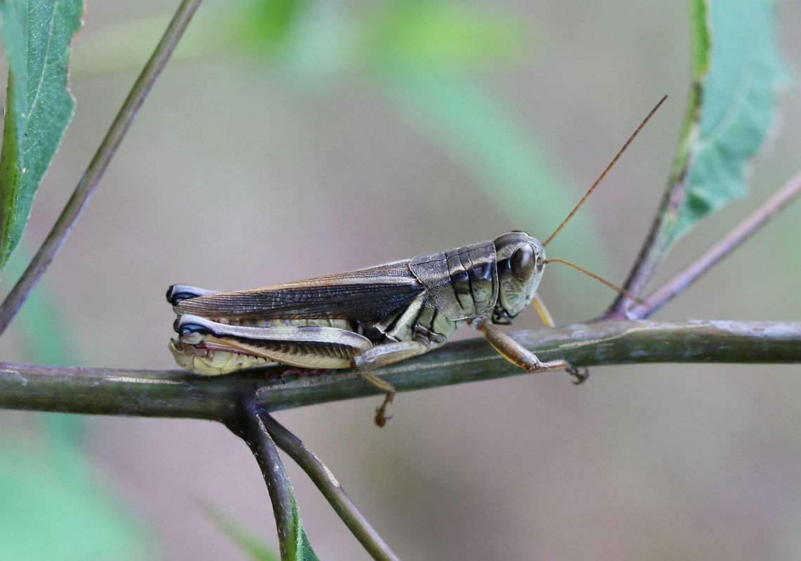 Two-Striped Grasshopper (Melanoplus bivittatus) Resting on foliage near the edge of a dense mixed hardwood/coniferous forest in NW Georgia (Gordon County), US. Geotagged,Melanoplus bivittatus,Summer,Two-striped Grasshopper,United States