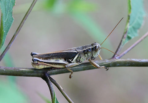 Two-Striped Grasshopper (Melanoplus bivittatus) Resting on foliage near the edge of a dense mixed hardwood/coniferous forest in NW Georgia (Gordon County), US. Geotagged,Melanoplus bivittatus,Summer,Two-striped Grasshopper,United States