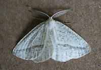 Lychnosea intermicata At porch lights near an overgrown backyard habitat in NW Georgia (Gordon County), US.<br />
https://www.jungledragon.com/image/64849/lychnosea_intermicata.html Geotagged,Lychnosea intermicata,Summer,United States,intermicata