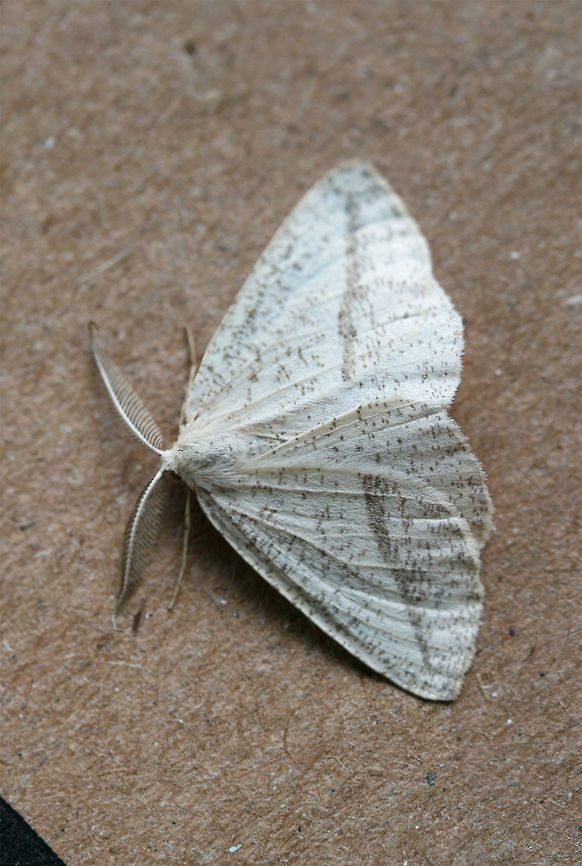 Lychnosea intermicata At porch lights near an overgrown backyard habitat in NW Georgia (Gordon County), US.<br />
<figure class="photo"><a href="https://www.jungledragon.com/image/64848/lychnosea_intermicata.html" title="Lychnosea intermicata"><img src="https://s3.amazonaws.com/media.jungledragon.com/images/3231/64848_thumb.jpg?AWSAccessKeyId=05GMT0V3GWVNE7GGM1R2&Expires=1759968010&Signature=1ieEnQQYEBxbyNliQwHyKoa4X4o%3D" width="200" height="140" alt="Lychnosea intermicata At porch lights near an overgrown backyard habitat in NW Georgia (Gordon County), US.<br />
https://www.jungledragon.com/image/64849/lychnosea_intermicata.html Geotagged,Lychnosea intermicata,Summer,United States,intermicata" /></a></figure> Geotagged,Lychnosea intermicata,Summer,United States,intermicata
