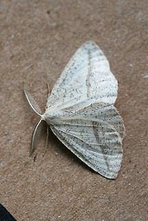 Lychnosea intermicata At porch lights near an overgrown backyard habitat in NW Georgia (Gordon County), US.
https://www.jungledragon.com/image/64848/lychnosea_intermicata.html Geotagged,Lychnosea intermicata,Summer,United States,intermicata