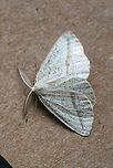 Lychnosea intermicata At porch lights near an overgrown backyard habitat in NW Georgia (Gordon County), US.<br />
https://www.jungledragon.com/image/64848/lychnosea_intermicata.html Geotagged,Lychnosea intermicata,Summer,United States,intermicata