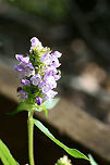Self-Heal (Prunella vulgaris) Growing along a woodland trail near a wetland edge in Gwinnett County, GA.<br />
https://www.jungledragon.com/image/64851/self-heal_prunella_vulgaris.html Common self-heal,Geotagged,Prunella vulgaris,Summer,United States,wetland,wetlands