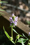 Self-Heal (Prunella vulgaris) Growing along a woodland trail near a wetland edge in Gwinnett County, GA.<br />
https://www.jungledragon.com/image/64850/self-heal_prunella_vulgaris.html Common self-heal,Geotagged,Prunella vulgaris,Summer,United States,wetland,wetlands