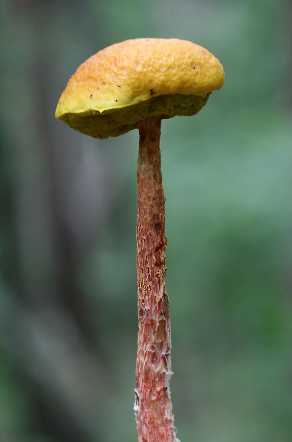 Russell's Bolete (Aureoboletus russellii) TENTATIVE ID. This may be the rare Aureoboletus russellii, but I&#039;m looking into it!<br />
<br />
Growing in leaf litter near downed trees on a ridge in a dense mixed hardwood/coniferous forest in NW Georgia (Gordon County), US.<br />
<br />
Stalk exudes clear liquid droplets. Neon yellow pores almost immediately stain blue/green.<br />
<figure class="photo"><a href="https://www.jungledragon.com/image/64858/russells_bolete_aureoboletus_russellii.html" title="Russell&#039;s Bolete (Aureoboletus russellii)"><img src="https://s3.amazonaws.com/media.jungledragon.com/images/3231/64858_thumb.jpg?AWSAccessKeyId=05GMT0V3GWVNE7GGM1R2&Expires=1767225610&Signature=X9DeMA2DM24waWxdzVwl8VTSFTc%3D" width="102" height="152" alt="Russell&#039;s Bolete (Aureoboletus russellii) TENTATIVE ID. This may be the rare Aureoboletus russellii, but I&#039;m looking into it!<br />
<br />
Growing in leaf litter near downed trees on a ridge in a dense mixed hardwood/coniferous forest in NW Georgia (Gordon County), US.<br />
<br />
Stalk exudes clear liquid droplets. Neon yellow pores almost immediately stain blue/green.<br />
https://www.jungledragon.com/image/64859/shaggy-stalked_bolete_heimioporus_betula.html<br />
https://www.jungledragon.com/image/64857/shaggy-stalked_bolete_heimioporus_betula.html<br />
https://www.jungledragon.com/image/64860/shaggy-stalked_bolete_heimioporus_betula.html<br />
 Aureoboletus russellii,Geotagged,Heimioporus betula,Russell&#039;s Bolete,Summer,United States" /></a></figure><br />
<figure class="photo"><a href="https://www.jungledragon.com/image/64859/russells_bolete_aureoboletus_russellii.html" title="Russell&#039;s Bolete (Aureoboletus russellii)"><img src="https://s3.amazonaws.com/media.jungledragon.com/images/3231/64859_thumb.jpg?AWSAccessKeyId=05GMT0V3GWVNE7GGM1R2&Expires=1767225610&Signature=vkliOnuYOy1ZSgslTM6li4CPTrc%3D" width="200" height="134" alt="Russell&#039;s Bolete (Aureoboletus russellii) TENTATIVE ID. This may be the rare Aureoboletus russellii, but I&#039;m looking into it!<br />
<br />
Growing in leaf litter near downed trees on a ridge in a dense mixed hardwood/coniferous forest in NW Georgia (Gordon County), US.<br />
<br />
Stalk exudes clear liquid droplets. Neon yellow pores almost immediately stain blue/green.<br />
https://www.jungledragon.com/image/64858/shaggy-stalked_bolete_heimioporus_betula.html<br />
https://www.jungledragon.com/image/64857/shaggy-stalked_bolete_heimioporus_betula.html<br />
https://www.jungledragon.com/image/64860/shaggy-stalked_bolete_heimioporus_betula.html<br />
 Aureoboletus russellii,Geotagged,Heimioporus betula,Russell&#039;s Bolete,Summer,United States" /></a></figure><br />
<figure class="photo"><a href="https://www.jungledragon.com/image/64860/russells_bolete_aureoboletus_russellii.html" title="Russell&#039;s Bolete (Aureoboletus russellii)"><img src="https://s3.amazonaws.com/media.jungledragon.com/images/3231/64860_thumb.jpg?AWSAccessKeyId=05GMT0V3GWVNE7GGM1R2&Expires=1767225610&Signature=BXNR7fJveU09uBEIFCFpZuEnwZI%3D" width="74" height="152" alt="Russell&#039;s Bolete (Aureoboletus russellii) TENTATIVE ID. This may be the rare Aureoboletus russellii, but I&#039;m looking into it!<br />
<br />
Growing in leaf litter near downed trees on a ridge in a dense mixed hardwood/coniferous forest in NW Georgia (Gordon County), US.<br />
<br />
Stalk exudes clear liquid droplets. Neon yellow pores almost immediately stain blue/green.<br />
https://www.jungledragon.com/image/64858/shaggy-stalked_bolete_heimioporus_betula.html<br />
https://www.jungledragon.com/image/64857/shaggy-stalked_bolete_heimioporus_betula.html<br />
https://www.jungledragon.com/image/64859/shaggy-stalked_bolete_heimioporus_betula.html Aureoboletus russellii,Geotagged,Heimioporus betula,Russell&#039;s Bolete,Summer,United States" /></a></figure><br />
 Aureoboletus russellii,Geotagged,Heimioporus betula,Russell's Bolete,Summer,United States