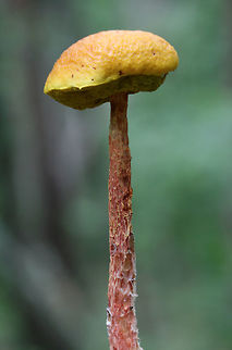 Russell's Bolete (Aureoboletus russellii) TENTATIVE ID. This may be the rare Aureoboletus russellii, but I'm looking into it!

Growing in leaf litter near downed trees on a ridge in a dense mixed hardwood/coniferous forest in NW Georgia (Gordon County), US.

Stalk exudes clear liquid droplets. Neon yellow pores almost immediately stain blue/green.
https://www.jungledragon.com/image/64858/shaggy-stalked_bolete_heimioporus_betula.html
https://www.jungledragon.com/image/64859/shaggy-stalked_bolete_heimioporus_betula.html
https://www.jungledragon.com/image/64860/shaggy-stalked_bolete_heimioporus_betula.html
 Aureoboletus russellii,Geotagged,Heimioporus betula,Russell's Bolete,Summer,United States