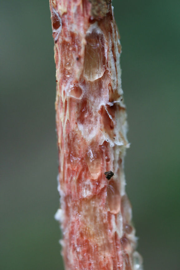 Russell's Bolete (Aureoboletus russellii) TENTATIVE ID. This may be the rare Aureoboletus russellii, but I&#039;m looking into it!<br />
<br />
Growing in leaf litter near downed trees on a ridge in a dense mixed hardwood/coniferous forest in NW Georgia (Gordon County), US.<br />
<br />
Stalk exudes clear liquid droplets. Neon yellow pores almost immediately stain blue/green.<br />
<figure class="photo"><a href="https://www.jungledragon.com/image/64859/russells_bolete_aureoboletus_russellii.html" title="Russell&#039;s Bolete (Aureoboletus russellii)"><img src="https://s3.amazonaws.com/media.jungledragon.com/images/3231/64859_thumb.jpg?AWSAccessKeyId=05GMT0V3GWVNE7GGM1R2&Expires=1767225610&Signature=vkliOnuYOy1ZSgslTM6li4CPTrc%3D" width="200" height="134" alt="Russell&#039;s Bolete (Aureoboletus russellii) TENTATIVE ID. This may be the rare Aureoboletus russellii, but I&#039;m looking into it!<br />
<br />
Growing in leaf litter near downed trees on a ridge in a dense mixed hardwood/coniferous forest in NW Georgia (Gordon County), US.<br />
<br />
Stalk exudes clear liquid droplets. Neon yellow pores almost immediately stain blue/green.<br />
https://www.jungledragon.com/image/64858/shaggy-stalked_bolete_heimioporus_betula.html<br />
https://www.jungledragon.com/image/64857/shaggy-stalked_bolete_heimioporus_betula.html<br />
https://www.jungledragon.com/image/64860/shaggy-stalked_bolete_heimioporus_betula.html<br />
 Aureoboletus russellii,Geotagged,Heimioporus betula,Russell&#039;s Bolete,Summer,United States" /></a></figure><br />
<figure class="photo"><a href="https://www.jungledragon.com/image/64857/russells_bolete_aureoboletus_russellii.html" title="Russell&#039;s Bolete (Aureoboletus russellii)"><img src="https://s3.amazonaws.com/media.jungledragon.com/images/3231/64857_thumb.jpg?AWSAccessKeyId=05GMT0V3GWVNE7GGM1R2&Expires=1767225610&Signature=8vjrxsBPs5UOshS%2Bvj3msfBfih8%3D" width="102" height="152" alt="Russell&#039;s Bolete (Aureoboletus russellii) TENTATIVE ID. This may be the rare Aureoboletus russellii, but I&#039;m looking into it!<br />
<br />
Growing in leaf litter near downed trees on a ridge in a dense mixed hardwood/coniferous forest in NW Georgia (Gordon County), US.<br />
<br />
Stalk exudes clear liquid droplets. Neon yellow pores almost immediately stain blue/green.<br />
https://www.jungledragon.com/image/64858/shaggy-stalked_bolete_heimioporus_betula.html<br />
https://www.jungledragon.com/image/64859/shaggy-stalked_bolete_heimioporus_betula.html<br />
https://www.jungledragon.com/image/64860/shaggy-stalked_bolete_heimioporus_betula.html<br />
 Aureoboletus russellii,Geotagged,Heimioporus betula,Russell&#039;s Bolete,Summer,United States" /></a></figure><br />
<figure class="photo"><a href="https://www.jungledragon.com/image/64860/russells_bolete_aureoboletus_russellii.html" title="Russell&#039;s Bolete (Aureoboletus russellii)"><img src="https://s3.amazonaws.com/media.jungledragon.com/images/3231/64860_thumb.jpg?AWSAccessKeyId=05GMT0V3GWVNE7GGM1R2&Expires=1767225610&Signature=BXNR7fJveU09uBEIFCFpZuEnwZI%3D" width="74" height="152" alt="Russell&#039;s Bolete (Aureoboletus russellii) TENTATIVE ID. This may be the rare Aureoboletus russellii, but I&#039;m looking into it!<br />
<br />
Growing in leaf litter near downed trees on a ridge in a dense mixed hardwood/coniferous forest in NW Georgia (Gordon County), US.<br />
<br />
Stalk exudes clear liquid droplets. Neon yellow pores almost immediately stain blue/green.<br />
https://www.jungledragon.com/image/64858/shaggy-stalked_bolete_heimioporus_betula.html<br />
https://www.jungledragon.com/image/64857/shaggy-stalked_bolete_heimioporus_betula.html<br />
https://www.jungledragon.com/image/64859/shaggy-stalked_bolete_heimioporus_betula.html Aureoboletus russellii,Geotagged,Heimioporus betula,Russell&#039;s Bolete,Summer,United States" /></a></figure><br />
 Aureoboletus russellii,Geotagged,Heimioporus betula,Russell's Bolete,Summer,United States