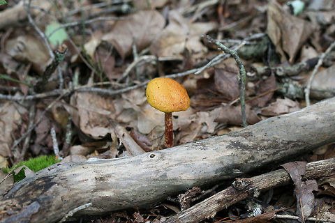 Russell's Bolete (Aureoboletus russellii) TENTATIVE ID. This may be the rare Aureoboletus russellii, but I'm looking into it!

Growing in leaf litter near downed trees on a ridge in a dense mixed hardwood/coniferous forest in NW Georgia (Gordon County), US.

Stalk exudes clear liquid droplets. Neon yellow pores almost immediately stain blue/green.
https://www.jungledragon.com/image/64858/shaggy-stalked_bolete_heimioporus_betula.html
https://www.jungledragon.com/image/64857/shaggy-stalked_bolete_heimioporus_betula.html
https://www.jungledragon.com/image/64860/shaggy-stalked_bolete_heimioporus_betula.html
 Aureoboletus russellii,Geotagged,Heimioporus betula,Russell's Bolete,Summer,United States