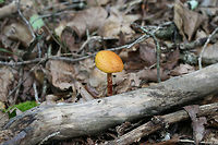 Russell's Bolete (Aureoboletus russellii) TENTATIVE ID. This may be the rare Aureoboletus russellii, but I'm looking into it!<br />
<br />
Growing in leaf litter near downed trees on a ridge in a dense mixed hardwood/coniferous forest in NW Georgia (Gordon County), US.<br />
<br />
Stalk exudes clear liquid droplets. Neon yellow pores almost immediately stain blue/green.<br />
https://www.jungledragon.com/image/64858/shaggy-stalked_bolete_heimioporus_betula.html<br />
https://www.jungledragon.com/image/64857/shaggy-stalked_bolete_heimioporus_betula.html<br />
https://www.jungledragon.com/image/64860/shaggy-stalked_bolete_heimioporus_betula.html<br />
Aureoboletus russellii,Geotagged,Heimioporus betula,Russell's Bolete,Summer,United States