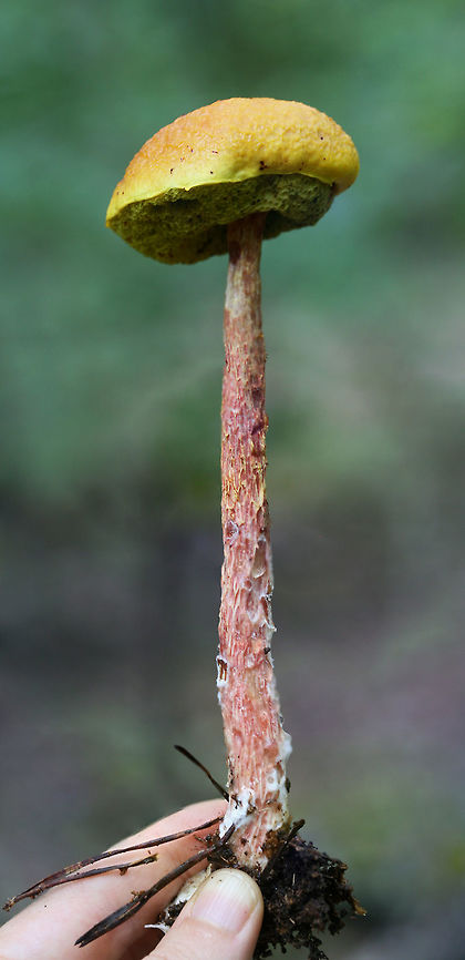 Russell's Bolete (Aureoboletus russellii) TENTATIVE ID. This may be the rare Aureoboletus russellii, but I&#039;m looking into it!<br />
<br />
Growing in leaf litter near downed trees on a ridge in a dense mixed hardwood/coniferous forest in NW Georgia (Gordon County), US.<br />
<br />
Stalk exudes clear liquid droplets. Neon yellow pores almost immediately stain blue/green.<br />
<figure class="photo"><a href="https://www.jungledragon.com/image/64858/russells_bolete_aureoboletus_russellii.html" title="Russell&#039;s Bolete (Aureoboletus russellii)"><img src="https://s3.amazonaws.com/media.jungledragon.com/images/3231/64858_thumb.jpg?AWSAccessKeyId=05GMT0V3GWVNE7GGM1R2&Expires=1767225610&Signature=X9DeMA2DM24waWxdzVwl8VTSFTc%3D" width="102" height="152" alt="Russell&#039;s Bolete (Aureoboletus russellii) TENTATIVE ID. This may be the rare Aureoboletus russellii, but I&#039;m looking into it!<br />
<br />
Growing in leaf litter near downed trees on a ridge in a dense mixed hardwood/coniferous forest in NW Georgia (Gordon County), US.<br />
<br />
Stalk exudes clear liquid droplets. Neon yellow pores almost immediately stain blue/green.<br />
https://www.jungledragon.com/image/64859/shaggy-stalked_bolete_heimioporus_betula.html<br />
https://www.jungledragon.com/image/64857/shaggy-stalked_bolete_heimioporus_betula.html<br />
https://www.jungledragon.com/image/64860/shaggy-stalked_bolete_heimioporus_betula.html<br />
 Aureoboletus russellii,Geotagged,Heimioporus betula,Russell&#039;s Bolete,Summer,United States" /></a></figure><br />
<figure class="photo"><a href="https://www.jungledragon.com/image/64857/russells_bolete_aureoboletus_russellii.html" title="Russell&#039;s Bolete (Aureoboletus russellii)"><img src="https://s3.amazonaws.com/media.jungledragon.com/images/3231/64857_thumb.jpg?AWSAccessKeyId=05GMT0V3GWVNE7GGM1R2&Expires=1767225610&Signature=8vjrxsBPs5UOshS%2Bvj3msfBfih8%3D" width="102" height="152" alt="Russell&#039;s Bolete (Aureoboletus russellii) TENTATIVE ID. This may be the rare Aureoboletus russellii, but I&#039;m looking into it!<br />
<br />
Growing in leaf litter near downed trees on a ridge in a dense mixed hardwood/coniferous forest in NW Georgia (Gordon County), US.<br />
<br />
Stalk exudes clear liquid droplets. Neon yellow pores almost immediately stain blue/green.<br />
https://www.jungledragon.com/image/64858/shaggy-stalked_bolete_heimioporus_betula.html<br />
https://www.jungledragon.com/image/64859/shaggy-stalked_bolete_heimioporus_betula.html<br />
https://www.jungledragon.com/image/64860/shaggy-stalked_bolete_heimioporus_betula.html<br />
 Aureoboletus russellii,Geotagged,Heimioporus betula,Russell&#039;s Bolete,Summer,United States" /></a></figure><br />
<figure class="photo"><a href="https://www.jungledragon.com/image/64859/russells_bolete_aureoboletus_russellii.html" title="Russell&#039;s Bolete (Aureoboletus russellii)"><img src="https://s3.amazonaws.com/media.jungledragon.com/images/3231/64859_thumb.jpg?AWSAccessKeyId=05GMT0V3GWVNE7GGM1R2&Expires=1767225610&Signature=vkliOnuYOy1ZSgslTM6li4CPTrc%3D" width="200" height="134" alt="Russell&#039;s Bolete (Aureoboletus russellii) TENTATIVE ID. This may be the rare Aureoboletus russellii, but I&#039;m looking into it!<br />
<br />
Growing in leaf litter near downed trees on a ridge in a dense mixed hardwood/coniferous forest in NW Georgia (Gordon County), US.<br />
<br />
Stalk exudes clear liquid droplets. Neon yellow pores almost immediately stain blue/green.<br />
https://www.jungledragon.com/image/64858/shaggy-stalked_bolete_heimioporus_betula.html<br />
https://www.jungledragon.com/image/64857/shaggy-stalked_bolete_heimioporus_betula.html<br />
https://www.jungledragon.com/image/64860/shaggy-stalked_bolete_heimioporus_betula.html<br />
 Aureoboletus russellii,Geotagged,Heimioporus betula,Russell&#039;s Bolete,Summer,United States" /></a></figure> Aureoboletus russellii,Geotagged,Heimioporus betula,Russell's Bolete,Summer,United States