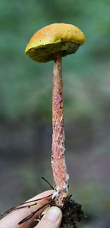 Russell's Bolete (Aureoboletus russellii) TENTATIVE ID. This may be the rare Aureoboletus russellii, but I'm looking into it!

Growing in leaf litter near downed trees on a ridge in a dense mixed hardwood/coniferous forest in NW Georgia (Gordon County), US.

Stalk exudes clear liquid droplets. Neon yellow pores almost immediately stain blue/green.
https://www.jungledragon.com/image/64858/shaggy-stalked_bolete_heimioporus_betula.html
https://www.jungledragon.com/image/64857/shaggy-stalked_bolete_heimioporus_betula.html
https://www.jungledragon.com/image/64859/shaggy-stalked_bolete_heimioporus_betula.html Aureoboletus russellii,Geotagged,Heimioporus betula,Russell's Bolete,Summer,United States