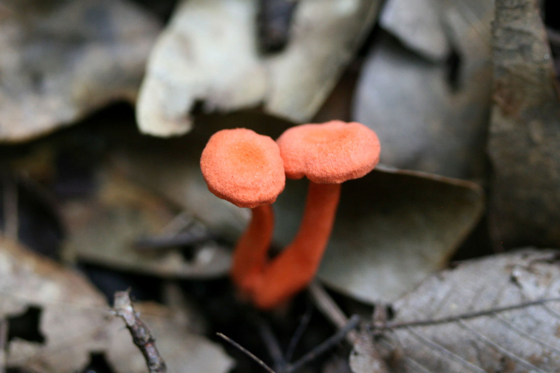 Red Chanterelles (Cantharellus cinnabarinus group) Growing in leaf litter along a woodland trail near a wetland habitat.<br />
 Cantharellus cinnabarinus,Geotagged,Summer,United States