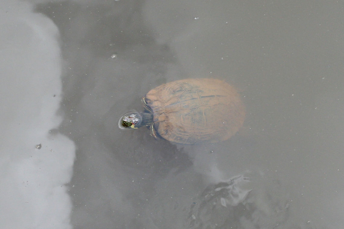Yellow-Bellied Pond Sliders (Trachemys scripta scripta) In a wetland habitat in NW Georgia (Gwinnett County), US.<br />
<figure class="photo"><a href="https://www.jungledragon.com/image/64891/yellow-bellied_pond_sliders_trachemys_scripta_scripta.html" title="Yellow-Bellied Pond Sliders (Trachemys scripta scripta)"><img src="https://s3.amazonaws.com/media.jungledragon.com/images/3231/64891_thumb.jpg?AWSAccessKeyId=05GMT0V3GWVNE7GGM1R2&Expires=1767225610&Signature=ealL6qBTjpd1mmLiLiAEK11TTNs%3D" width="102" height="152" alt="Yellow-Bellied Pond Sliders (Trachemys scripta scripta) In a wetland habitat in NW Georgia (GwinnettCounty), US.<br />
https://www.jungledragon.com/image/64889/yellow-bellied_pond_sliders_trachemys_scripta_scripta.html<br />
https://www.jungledragon.com/image/64890/yellow-bellied_pond_sliders_trachemys_scripta_scripta.html<br />
 Geotagged,Summer,Trachemys scripta scripta,United States,Yellow Bellied Slider" /></a></figure><br />
<figure class="photo"><a href="https://www.jungledragon.com/image/64890/yellow-bellied_pond_sliders_trachemys_scripta_scripta.html" title="Yellow-Bellied Pond Sliders (Trachemys scripta scripta)"><img src="https://s3.amazonaws.com/media.jungledragon.com/images/3231/64890_thumb.jpg?AWSAccessKeyId=05GMT0V3GWVNE7GGM1R2&Expires=1767225610&Signature=L9wA%2FEEl81dlR8mRgKfax7G3Azk%3D" width="200" height="134" alt="Yellow-Bellied Pond Sliders (Trachemys scripta scripta) In a wetland habitat in NW Georgia (GwinnettCounty), US.<br />
https://www.jungledragon.com/image/64891/yellow-bellied_pond_sliders_trachemys_scripta_scripta.html<br />
https://www.jungledragon.com/image/64889/yellow-bellied_pond_sliders_trachemys_scripta_scripta.html Geotagged,Summer,Trachemys scripta scripta,United States,Yellow Bellied Slider,wetland,wetlands" /></a></figure> Geotagged,Summer,Trachemys scripta scripta,United States,Yellow Bellied Slider,wetland,wetlands