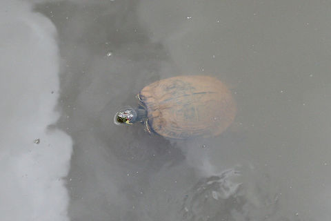 Yellow-Bellied Pond Sliders (Trachemys scripta scripta) In a wetland habitat in NW Georgia (Gwinnett County), US.
https://www.jungledragon.com/image/64891/yellow-bellied_pond_sliders_trachemys_scripta_scripta.html
https://www.jungledragon.com/image/64890/yellow-bellied_pond_sliders_trachemys_scripta_scripta.html Geotagged,Summer,Trachemys scripta scripta,United States,Yellow Bellied Slider,wetland,wetlands