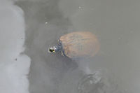 Yellow-Bellied Pond Sliders (Trachemys scripta scripta) In a wetland habitat in NW Georgia (Gwinnett County), US.<br />
https://www.jungledragon.com/image/64891/yellow-bellied_pond_sliders_trachemys_scripta_scripta.html<br />
https://www.jungledragon.com/image/64890/yellow-bellied_pond_sliders_trachemys_scripta_scripta.html Geotagged,Summer,Trachemys scripta scripta,United States,Yellow Bellied Slider,wetland,wetlands