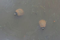 Yellow-Bellied Pond Sliders (Trachemys scripta scripta) In a wetland habitat in NW Georgia (GwinnettCounty), US.<br />
https://www.jungledragon.com/image/64891/yellow-bellied_pond_sliders_trachemys_scripta_scripta.html<br />
https://www.jungledragon.com/image/64889/yellow-bellied_pond_sliders_trachemys_scripta_scripta.html Geotagged,Summer,Trachemys scripta scripta,United States,Yellow Bellied Slider,wetland,wetlands