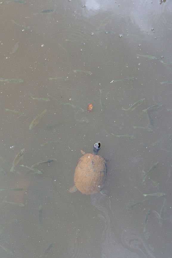Yellow-Bellied Pond Sliders (Trachemys scripta scripta) In a wetland habitat in NW Georgia (GwinnettCounty), US.<br />
<figure class="photo"><a href="https://www.jungledragon.com/image/64889/yellow-bellied_pond_sliders_trachemys_scripta_scripta.html" title="Yellow-Bellied Pond Sliders (Trachemys scripta scripta)"><img src="https://s3.amazonaws.com/media.jungledragon.com/images/3231/64889_thumb.jpg?AWSAccessKeyId=05GMT0V3GWVNE7GGM1R2&Expires=1767225610&Signature=2rs6XrVtroRaTWRhM%2BC%2F%2F3nivW4%3D" width="200" height="134" alt="Yellow-Bellied Pond Sliders (Trachemys scripta scripta) In a wetland habitat in NW Georgia (Gwinnett County), US.<br />
https://www.jungledragon.com/image/64891/yellow-bellied_pond_sliders_trachemys_scripta_scripta.html<br />
https://www.jungledragon.com/image/64890/yellow-bellied_pond_sliders_trachemys_scripta_scripta.html Geotagged,Summer,Trachemys scripta scripta,United States,Yellow Bellied Slider,wetland,wetlands" /></a></figure><br />
<figure class="photo"><a href="https://www.jungledragon.com/image/64890/yellow-bellied_pond_sliders_trachemys_scripta_scripta.html" title="Yellow-Bellied Pond Sliders (Trachemys scripta scripta)"><img src="https://s3.amazonaws.com/media.jungledragon.com/images/3231/64890_thumb.jpg?AWSAccessKeyId=05GMT0V3GWVNE7GGM1R2&Expires=1767225610&Signature=L9wA%2FEEl81dlR8mRgKfax7G3Azk%3D" width="200" height="134" alt="Yellow-Bellied Pond Sliders (Trachemys scripta scripta) In a wetland habitat in NW Georgia (GwinnettCounty), US.<br />
https://www.jungledragon.com/image/64891/yellow-bellied_pond_sliders_trachemys_scripta_scripta.html<br />
https://www.jungledragon.com/image/64889/yellow-bellied_pond_sliders_trachemys_scripta_scripta.html Geotagged,Summer,Trachemys scripta scripta,United States,Yellow Bellied Slider,wetland,wetlands" /></a></figure><br />
 Geotagged,Summer,Trachemys scripta scripta,United States,Yellow Bellied Slider