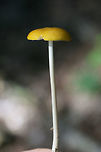 Oudemansiella sp. Growing on a ridge side in a dense mixed hardwood/coniferous forest in NW Georgia (Gordon County).<br />
Stipe is long and tapered. Cap is sticky and moist.<br />
https://www.jungledragon.com/image/64894/oudemansiella_sp.html<br />
https://www.jungledragon.com/image/64895/oudemansiella_sp.html Geotagged,Summer,United States