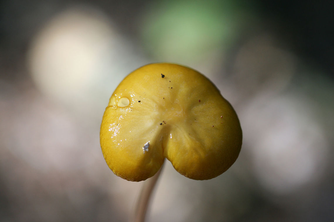 Oudemansiella sp. Growing on a ridge side in a dense mixed hardwood/coniferous forest in NW Georgia (Gordon County).<br />
Stipe is long and tapered. Cap is sticky and moist.<br />
<figure class="photo"><a href="https://www.jungledragon.com/image/64893/oudemansiella_sp.html" title="Oudemansiella sp."><img src="https://s3.amazonaws.com/media.jungledragon.com/images/3231/64893_thumb.jpg?AWSAccessKeyId=05GMT0V3GWVNE7GGM1R2&Expires=1759968010&Signature=a1srdLw6ph%2FqF1nWEgqVWqMeDB0%3D" width="102" height="152" alt="Oudemansiella sp. Growing on a ridge side in a dense mixed hardwood/coniferous forest in NW Georgia (Gordon County).<br />
Stipe is long and tapered. Cap is sticky and moist.<br />
https://www.jungledragon.com/image/64894/oudemansiella_sp.html<br />
https://www.jungledragon.com/image/64895/oudemansiella_sp.html Geotagged,Summer,United States" /></a></figure><br />
<figure class="photo"><a href="https://www.jungledragon.com/image/64895/oudemansiella_sp.html" title="Oudemansiella sp."><img src="https://s3.amazonaws.com/media.jungledragon.com/images/3231/64895_thumb.jpg?AWSAccessKeyId=05GMT0V3GWVNE7GGM1R2&Expires=1759968010&Signature=X27m85mr%2FY3q3SGdJE1owGUgUZ4%3D" width="200" height="134" alt="Oudemansiella sp. Growing on a ridge side in a dense mixed hardwood/coniferous forest in NW Georgia (Gordon County).<br />
Stipe is long and tapered. Cap is sticky and moist.<br />
https://www.jungledragon.com/image/64894/oudemansiella_sp.html<br />
https://www.jungledragon.com/image/64893/oudemansiella_sp.html Geotagged,Summer,United States" /></a></figure> Geotagged,Summer,United States