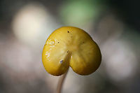 Oudemansiella sp. Growing on a ridge side in a dense mixed hardwood/coniferous forest in NW Georgia (Gordon County).<br />
Stipe is long and tapered. Cap is sticky and moist.<br />
https://www.jungledragon.com/image/64893/oudemansiella_sp.html<br />
https://www.jungledragon.com/image/64895/oudemansiella_sp.html Geotagged,Summer,United States