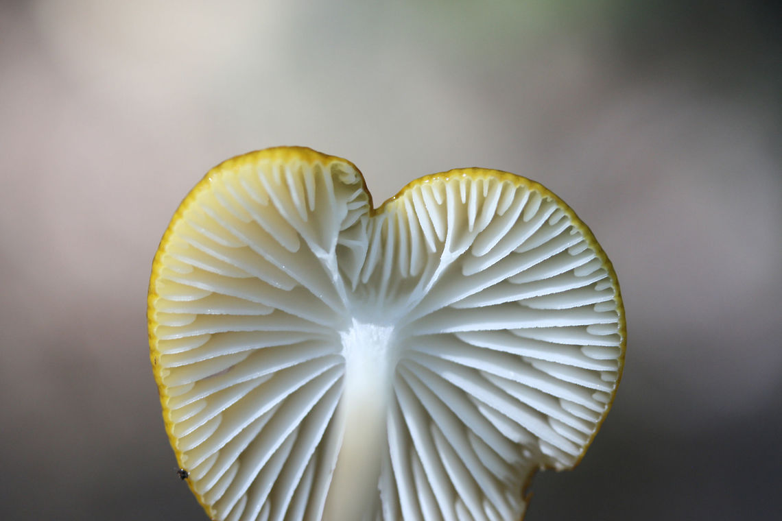Oudemansiella sp. Growing on a ridge side in a dense mixed hardwood/coniferous forest in NW Georgia (Gordon County).<br />
Stipe is long and tapered. Cap is sticky and moist.<br />
<figure class="photo"><a href="https://www.jungledragon.com/image/64894/oudemansiella_sp.html" title="Oudemansiella sp."><img src="https://s3.amazonaws.com/media.jungledragon.com/images/3231/64894_thumb.jpg?AWSAccessKeyId=05GMT0V3GWVNE7GGM1R2&Expires=1759968010&Signature=aUY7WGOOlJ21QJdlH%2FNFrmpCw5k%3D" width="200" height="134" alt="Oudemansiella sp. Growing on a ridge side in a dense mixed hardwood/coniferous forest in NW Georgia (Gordon County).<br />
Stipe is long and tapered. Cap is sticky and moist.<br />
https://www.jungledragon.com/image/64893/oudemansiella_sp.html<br />
https://www.jungledragon.com/image/64895/oudemansiella_sp.html Geotagged,Summer,United States" /></a></figure><br />
<figure class="photo"><a href="https://www.jungledragon.com/image/64893/oudemansiella_sp.html" title="Oudemansiella sp."><img src="https://s3.amazonaws.com/media.jungledragon.com/images/3231/64893_thumb.jpg?AWSAccessKeyId=05GMT0V3GWVNE7GGM1R2&Expires=1759968010&Signature=a1srdLw6ph%2FqF1nWEgqVWqMeDB0%3D" width="102" height="152" alt="Oudemansiella sp. Growing on a ridge side in a dense mixed hardwood/coniferous forest in NW Georgia (Gordon County).<br />
Stipe is long and tapered. Cap is sticky and moist.<br />
https://www.jungledragon.com/image/64894/oudemansiella_sp.html<br />
https://www.jungledragon.com/image/64895/oudemansiella_sp.html Geotagged,Summer,United States" /></a></figure> Geotagged,Summer,United States