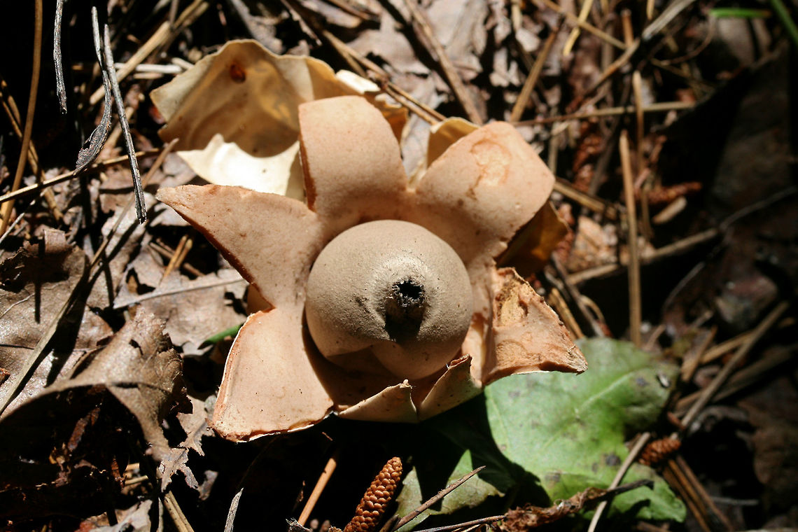 Earth Star (Geastrum sp.) Growing below mostly hardwoods in a dense mixed hardwood/coniferous forest in NW GA. Geotagged,Summer,United States