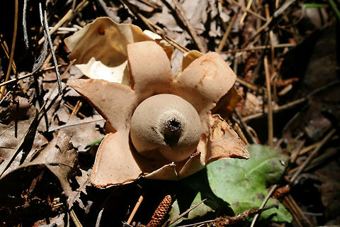 Earth Star (Geastrum sp.) Growing below mostly hardwoods in a dense mixed hardwood/coniferous forest in NW GA. Geotagged,Summer,United States