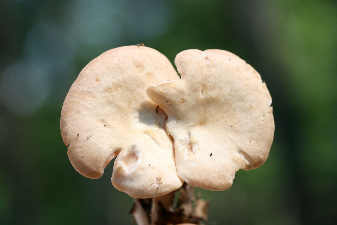 Clitocybe sp.? Growing in mulch/wood chips in a dense mixed hardwood/coniferous forest in NW Georgia (Gordon County), US.<br />
<br />
Strong anise odor. Any ID guidance is much appreciated!<br />
<figure class="photo"><a href="https://www.jungledragon.com/image/64899/clitocybe_sp.html" title="Clitocybe sp.?"><img src="https://s3.amazonaws.com/media.jungledragon.com/images/3231/64899_thumb.jpg?AWSAccessKeyId=05GMT0V3GWVNE7GGM1R2&Expires=1769040010&Signature=%2FrAlwwFhKpipDo76KAx%2FX1qNBg4%3D" width="200" height="134" alt="Clitocybe sp.? Growing in mulch/wood chips in a dense mixed hardwood/coniferous forest in NW Georgia (Gordon County), US.<br />
<br />
Strong anise odor. Any ID guidance is much appreciated!<br />
https://www.jungledragon.com/image/64897/clitocybe_sp.html<br />
https://www.jungledragon.com/image/64898/clitocybe_sp.html Geotagged,Summer,United States" /></a></figure><br />
<figure class="photo"><a href="https://www.jungledragon.com/image/64898/clitocybe_sp.html" title="Clitocybe sp.?"><img src="https://s3.amazonaws.com/media.jungledragon.com/images/3231/64898_thumb.jpg?AWSAccessKeyId=05GMT0V3GWVNE7GGM1R2&Expires=1769040010&Signature=H9Ay5LIoJ11lSnj5BOTlWBUeLx8%3D" width="200" height="134" alt="Clitocybe sp.? Growing in mulch/wood chips in a dense mixed hardwood/coniferous forest in NW Georgia (Gordon County), US.<br />
<br />
Strong anise odor. Any ID guidance is much appreciated!<br />
https://www.jungledragon.com/image/64899/clitocybe_sp.html<br />
https://www.jungledragon.com/image/64897/clitocybe_sp.html Geotagged,Summer,United States" /></a></figure> Geotagged,Summer,United States