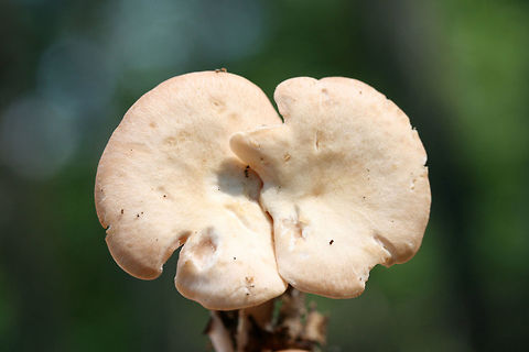Clitocybe sp.? Growing in mulch/wood chips in a dense mixed hardwood/coniferous forest in NW Georgia (Gordon County), US.

Strong anise odor. Any ID guidance is much appreciated!
https://www.jungledragon.com/image/64899/clitocybe_sp.html
https://www.jungledragon.com/image/64898/clitocybe_sp.html Geotagged,Summer,United States