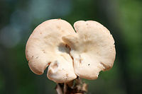 Clitocybe sp.? Growing in mulch/wood chips in a dense mixed hardwood/coniferous forest in NW Georgia (Gordon County), US.<br />
<br />
Strong anise odor. Any ID guidance is much appreciated!<br />
https://www.jungledragon.com/image/64899/clitocybe_sp.html<br />
https://www.jungledragon.com/image/64898/clitocybe_sp.html Geotagged,Summer,United States
