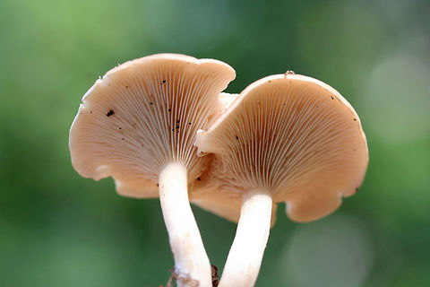 Clitocybe sp.? Growing in mulch/wood chips in a dense mixed hardwood/coniferous forest in NW Georgia (Gordon County), US.

Strong anise odor. Any ID guidance is much appreciated!
https://www.jungledragon.com/image/64899/clitocybe_sp.html
https://www.jungledragon.com/image/64897/clitocybe_sp.html Geotagged,Summer,United States