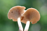 Clitocybe sp.? Growing in mulch/wood chips in a dense mixed hardwood/coniferous forest in NW Georgia (Gordon County), US.<br />
<br />
Strong anise odor. Any ID guidance is much appreciated!<br />
https://www.jungledragon.com/image/64899/clitocybe_sp.html<br />
https://www.jungledragon.com/image/64897/clitocybe_sp.html Geotagged,Summer,United States