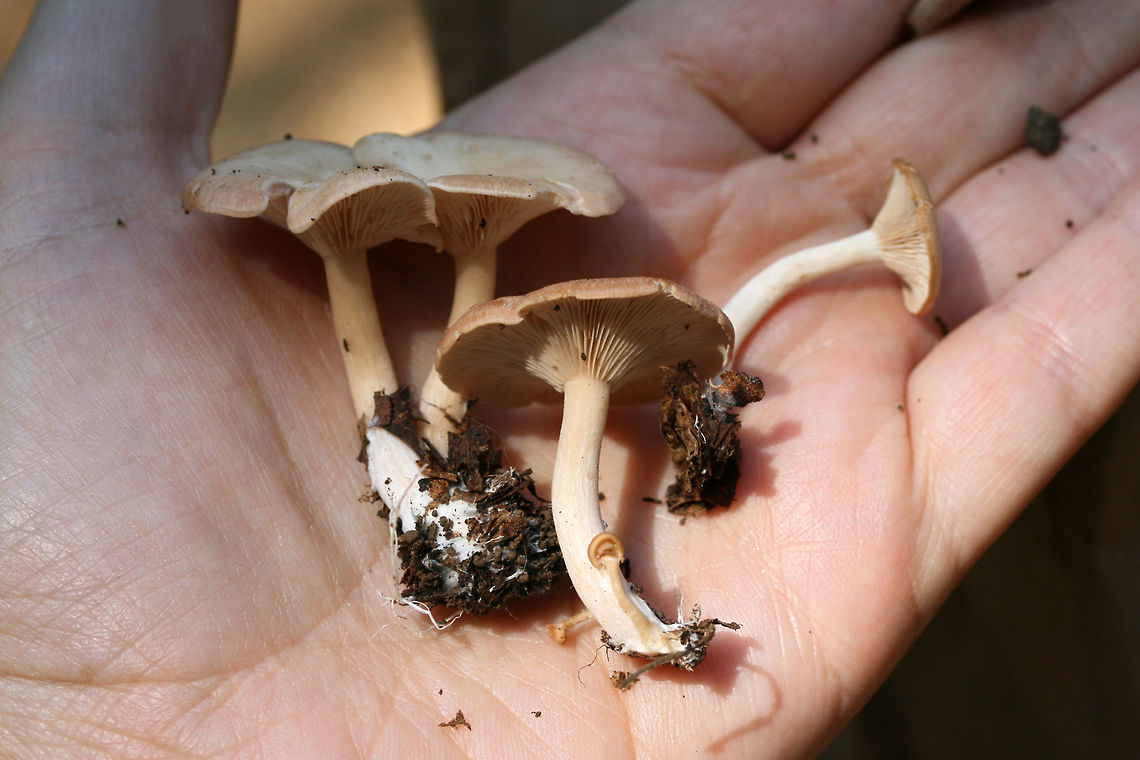 Clitocybe sp.? Growing in mulch/wood chips in a dense mixed hardwood/coniferous forest in NW Georgia (Gordon County), US.<br />
<br />
Strong anise odor. Any ID guidance is much appreciated!<br />
<figure class="photo"><a href="https://www.jungledragon.com/image/64897/clitocybe_sp.html" title="Clitocybe sp.?"><img src="https://s3.amazonaws.com/media.jungledragon.com/images/3231/64897_thumb.jpg?AWSAccessKeyId=05GMT0V3GWVNE7GGM1R2&Expires=1759968010&Signature=ZSTYAzoMnifnznK7sCgEblrEapc%3D" width="200" height="134" alt="Clitocybe sp.? Growing in mulch/wood chips in a dense mixed hardwood/coniferous forest in NW Georgia (Gordon County), US.<br />
<br />
Strong anise odor. Any ID guidance is much appreciated!<br />
https://www.jungledragon.com/image/64899/clitocybe_sp.html<br />
https://www.jungledragon.com/image/64898/clitocybe_sp.html Geotagged,Summer,United States" /></a></figure><br />
<figure class="photo"><a href="https://www.jungledragon.com/image/64898/clitocybe_sp.html" title="Clitocybe sp.?"><img src="https://s3.amazonaws.com/media.jungledragon.com/images/3231/64898_thumb.jpg?AWSAccessKeyId=05GMT0V3GWVNE7GGM1R2&Expires=1759968010&Signature=HjCo2zMMoOD9cdlBxZNfuYCc0Oc%3D" width="200" height="134" alt="Clitocybe sp.? Growing in mulch/wood chips in a dense mixed hardwood/coniferous forest in NW Georgia (Gordon County), US.<br />
<br />
Strong anise odor. Any ID guidance is much appreciated!<br />
https://www.jungledragon.com/image/64899/clitocybe_sp.html<br />
https://www.jungledragon.com/image/64897/clitocybe_sp.html Geotagged,Summer,United States" /></a></figure> Geotagged,Summer,United States