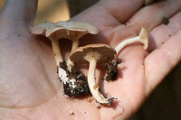 Clitocybe sp.? Growing in mulch/wood chips in a dense mixed hardwood/coniferous forest in NW Georgia (Gordon County), US.<br />
<br />
Strong anise odor. Any ID guidance is much appreciated!<br />
https://www.jungledragon.com/image/64897/clitocybe_sp.html<br />
https://www.jungledragon.com/image/64898/clitocybe_sp.html Geotagged,Summer,United States