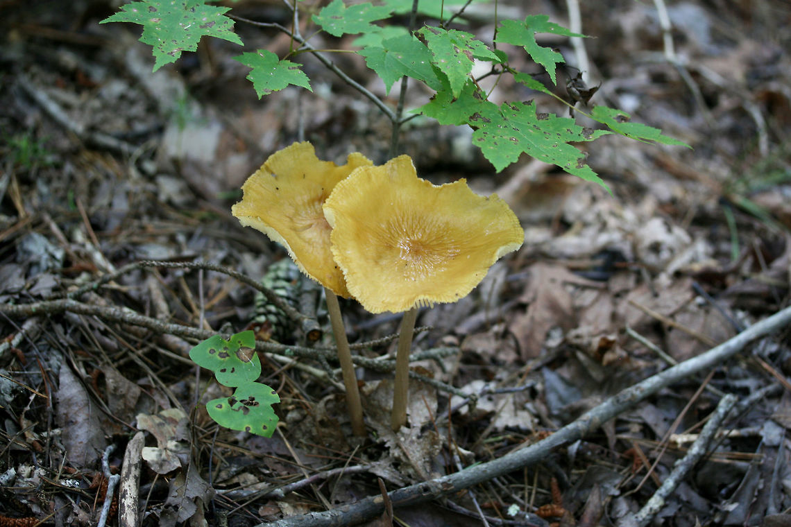 Oudemansiella sp. ID help is much appreciated! Growing in leaf litter below a maple tree in a dense mixed hardwood/coniferous forest in NW Georgia. July 27, 2018.<br />
<br />
Very tall mushrooms (around 6-7 inches in height). Stipes are REALLY fragile (and hollow) and just crumble in my hands!<br />
<figure class="photo"><a href="https://www.jungledragon.com/image/64902/oudemansiella_sp.html" title="Oudemansiella sp."><img src="https://s3.amazonaws.com/media.jungledragon.com/images/3231/64902_thumb.jpg?AWSAccessKeyId=05GMT0V3GWVNE7GGM1R2&Expires=1759968010&Signature=fkEdqIyRadoM3MummvwUFM0Ff0g%3D" width="200" height="134" alt="Oudemansiella sp. ID help is much appreciated! Growing in leaf litter below a maple tree in a dense mixed hardwood/coniferous forest in NW Georgia. July 27, 2018.<br />
<br />
Very tall mushrooms (around 6-7 inches in height). Stipes are REALLY fragile (and hollow) and just crumble in my hands!<br />
https://www.jungledragon.com/image/64901/unknown_fungus.html Geotagged,Summer,United States" /></a></figure> Geotagged,Summer,United States