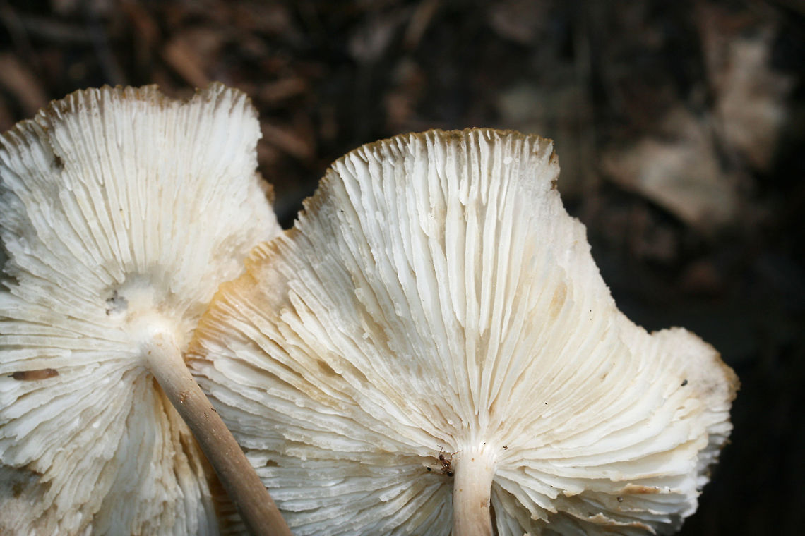 Oudemansiella sp. ID help is much appreciated! Growing in leaf litter below a maple tree in a dense mixed hardwood/coniferous forest in NW Georgia. July 27, 2018.<br />
<br />
Very tall mushrooms (around 6-7 inches in height). Stipes are REALLY fragile (and hollow) and just crumble in my hands!<br />
<figure class="photo"><a href="https://www.jungledragon.com/image/64901/oudemansiella_sp.html" title="Oudemansiella sp."><img src="https://s3.amazonaws.com/media.jungledragon.com/images/3231/64901_thumb.jpg?AWSAccessKeyId=05GMT0V3GWVNE7GGM1R2&Expires=1759968010&Signature=9WlfsXH%2BwMsW%2B%2F49lG0%2BAPBmDQg%3D" width="200" height="134" alt="Oudemansiella sp. ID help is much appreciated! Growing in leaf litter below a maple tree in a dense mixed hardwood/coniferous forest in NW Georgia. July 27, 2018.<br />
<br />
Very tall mushrooms (around 6-7 inches in height). Stipes are REALLY fragile (and hollow) and just crumble in my hands!<br />
https://www.jungledragon.com/image/64902/unknown_fungus.html Geotagged,Summer,United States" /></a></figure> Geotagged,Summer,United States