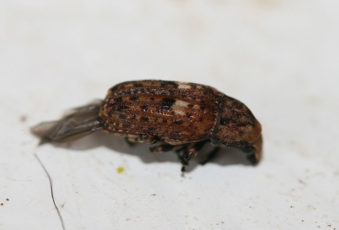 Fungus Weevil (Euparius sp.) At porchlights near an overgrown backyard habitat in NW Georgia.<br />
<br />
Still waiting on ID confirmation for this one!<br />
<figure class="photo"><a href="https://www.jungledragon.com/image/64910/fungus_weevil_euparius_sp.html" title="Fungus Weevil (Euparius sp.)"><img src="https://s3.amazonaws.com/media.jungledragon.com/images/3231/64910_thumb.jpg?AWSAccessKeyId=05GMT0V3GWVNE7GGM1R2&Expires=1759968010&Signature=S2W707SQ6dIYyJmQExcPpvZJcMs%3D" width="102" height="152" alt="Fungus Weevil (Euparius sp.) At porchlights near an overgrown backyard habitat in NW Georgia.<br />
<br />
Still waiting on ID confirmation for this one!<br />
https://www.jungledragon.com/image/64909/fungus_weevil_euparius_sp.html<br />
 Geotagged,Summer,United States" /></a></figure><br />
 Geotagged,Summer,United States